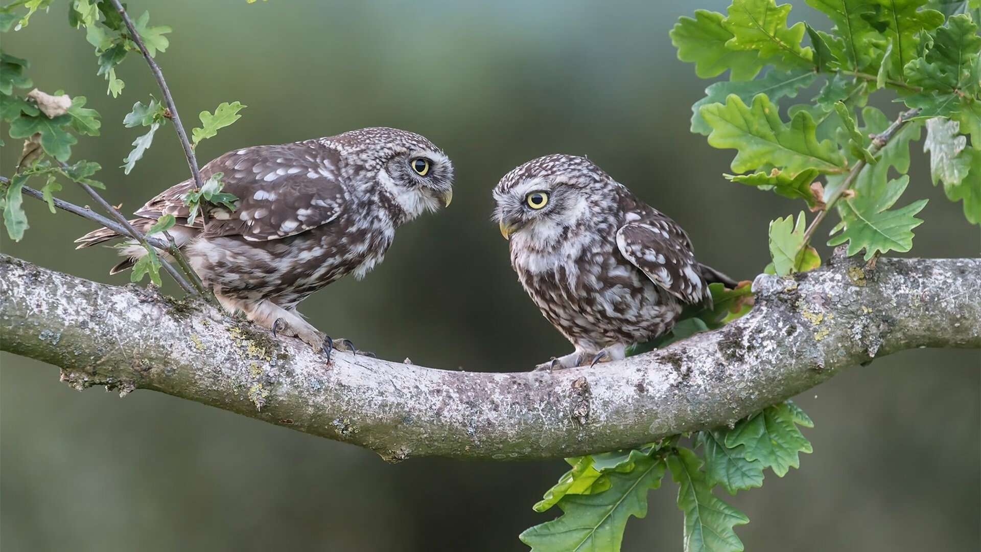 上海队带走篮网，西亚卡姆如何一手掌控比赛走势